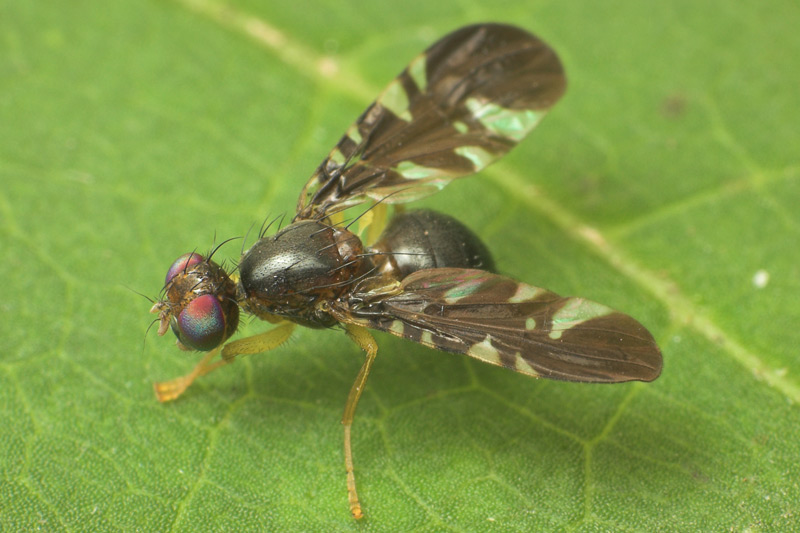 Tephritidae: Cryptaciura rotundiventris (1)