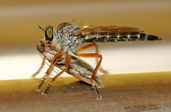 www.diptera.info/forim/2-0475-1.jpg