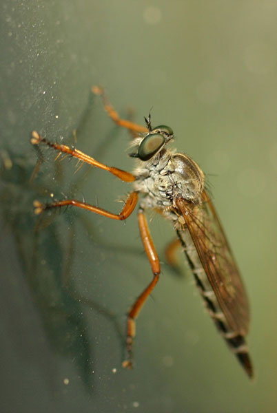 www.diptera.info/forim/2-0475-2.jpg