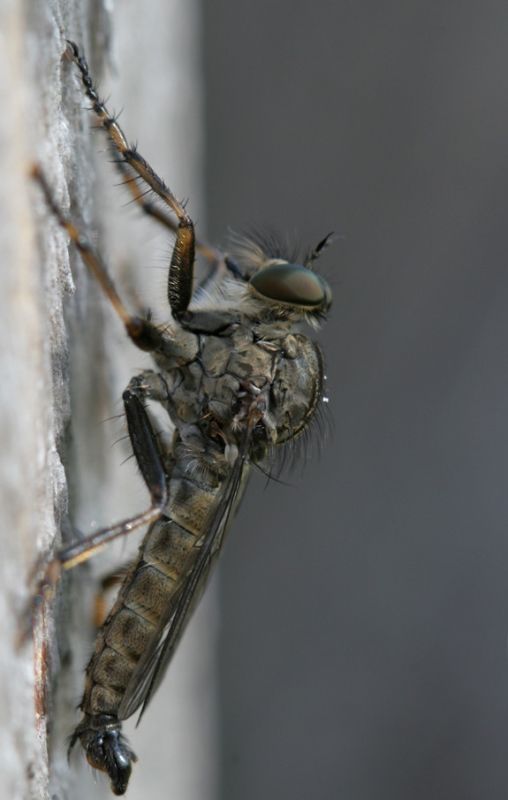 www.diptera.info/forim/2-0489-1.jpg