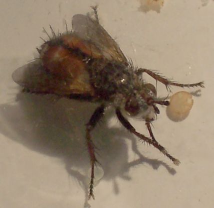 www.diptera.info/forim/5-0023-1.jpg