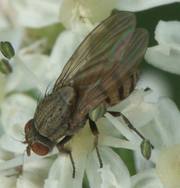 www.diptera.info/forim/5-0036-1.jpg