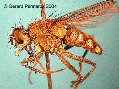 www.diptera.info/forim/5-0079-1.jpg