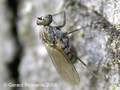 www.diptera.info/forim/5-0080-1.jpg