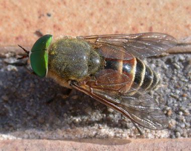 www.diptera.info/forim/5-0095-1.jpg