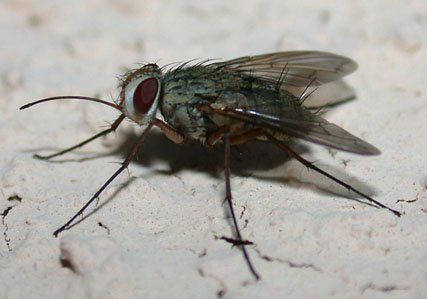 www.diptera.info/forim/5-0108-1.jpg