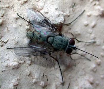 www.diptera.info/forim/5-0108-2.jpg
