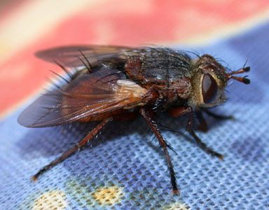 www.diptera.info/forim/5-0111-1.jpg