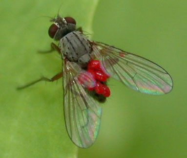 www.diptera.info/forim/5-0122-1.jpg