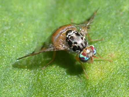 www.diptera.info/forim/5-0127-1.jpg