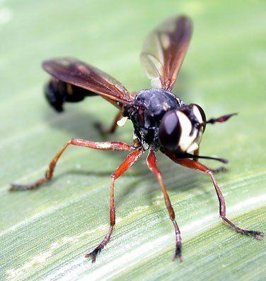 www.diptera.info/forim/5-0129-1.jpg