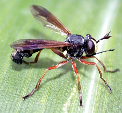 www.diptera.info/forim/5-0129-2.jpg