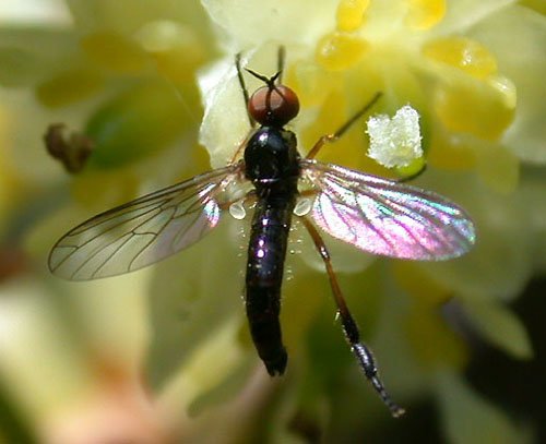 www.diptera.info/forim/5-0130-1.jpg