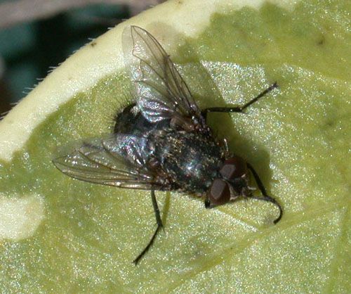 www.diptera.info/forim/5-0134-1.jpg