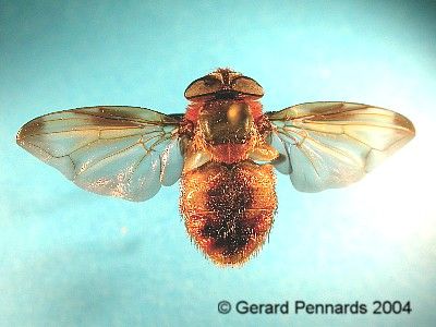 www.diptera.info/forim/5-0145-3.jpg