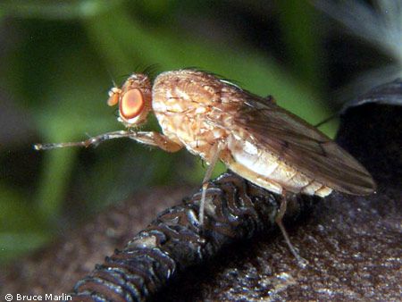 www.diptera.info/forim/5-0158-1.jpg