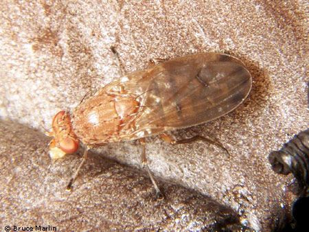 www.diptera.info/forim/5-0158-2.jpg