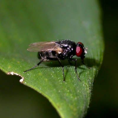 www.diptera.info/forim/5-0187-1.jpg