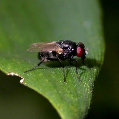 www.diptera.info/forim/5-0187-1.jpg