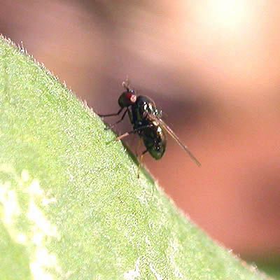 www.diptera.info/forim/5-0190-1.jpg