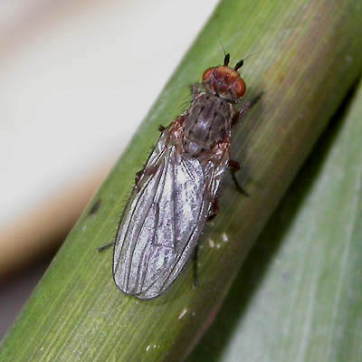 www.diptera.info/forim/5-0209-1.jpg