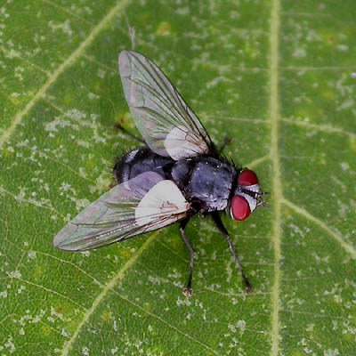 www.diptera.info/forim/5-0210-1.jpg