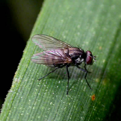 www.diptera.info/forim/5-0217-1.jpg