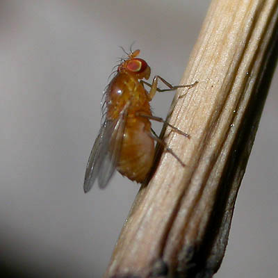 www.diptera.info/forim/5-0218-1.jpg