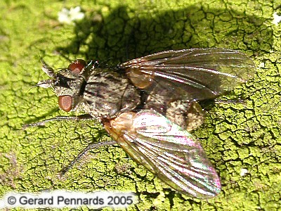 www.diptera.info/forim/5-0243-1.jpg