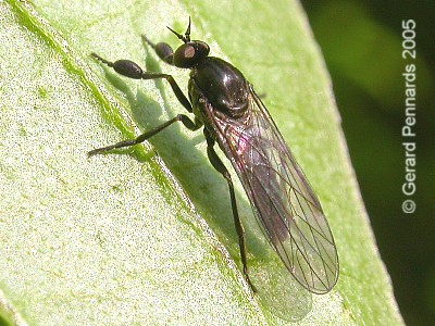 www.diptera.info/forim/5-0259-1.jpg