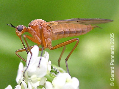 www.diptera.info/forim/5-0261-1.jpg