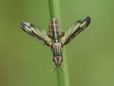 www.diptera.info/forim/5-0291-1.jpg