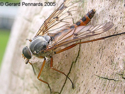 www.diptera.info/forim/5-0293-1.jpg