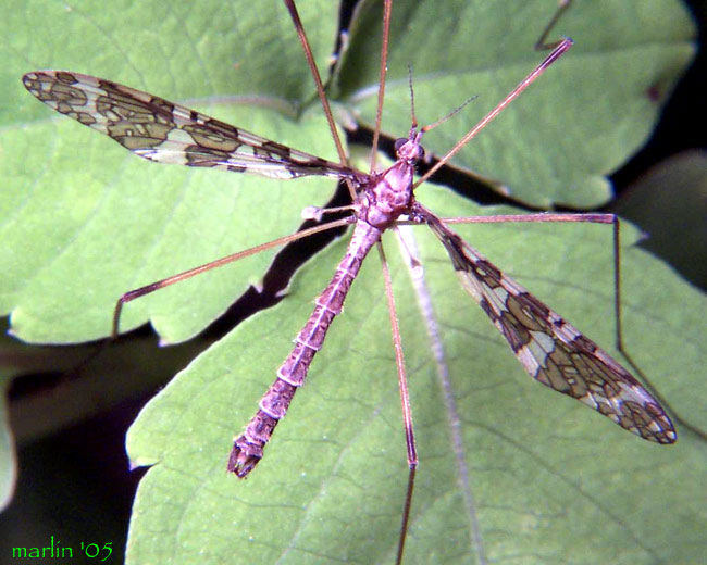www.diptera.info/forim/5-0340-1.jpg