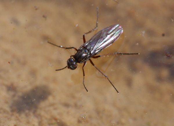 www.diptera.info/forim/5-0349-1.jpg