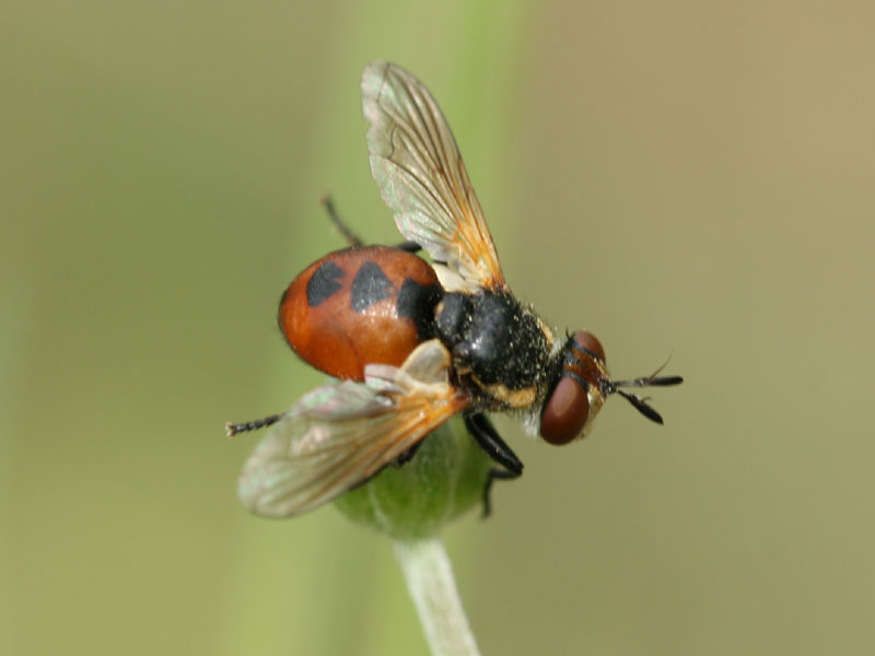 www.diptera.info/forim/5-0395-1.jpg