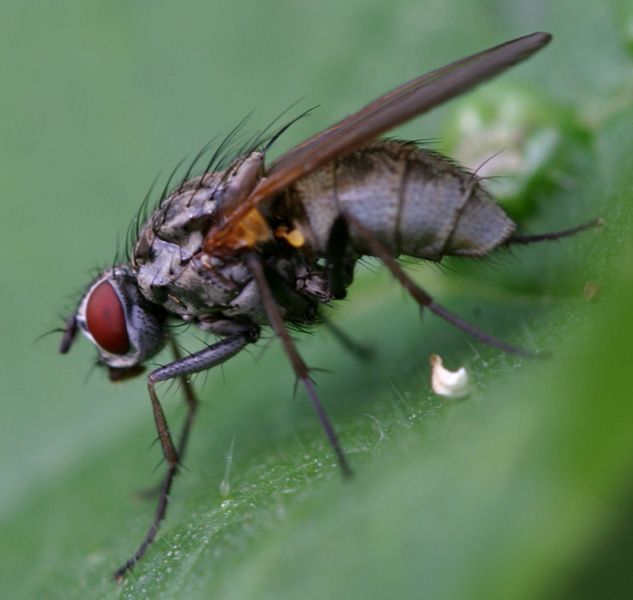www.diptera.info/forim/5-0423-1.jpg
