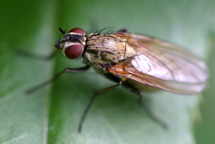 www.diptera.info/forim/5-0424-1.jpg