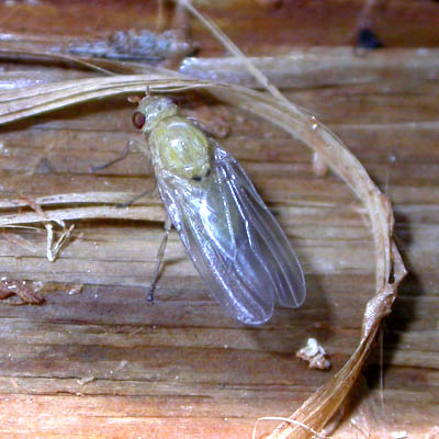 www.diptera.info/forim/5-0437-1.jpg