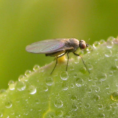 www.diptera.info/forim/5-0441-1.jpg