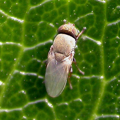 www.diptera.info/forim/5-0442-1.jpg