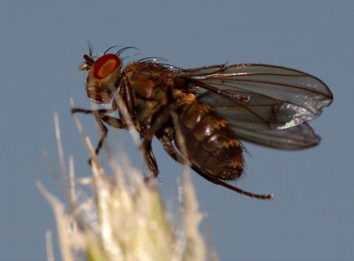 www.diptera.info/forim/5-0448-1.jpg