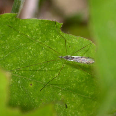 www.diptera.info/forim/5-0456-1.jpg