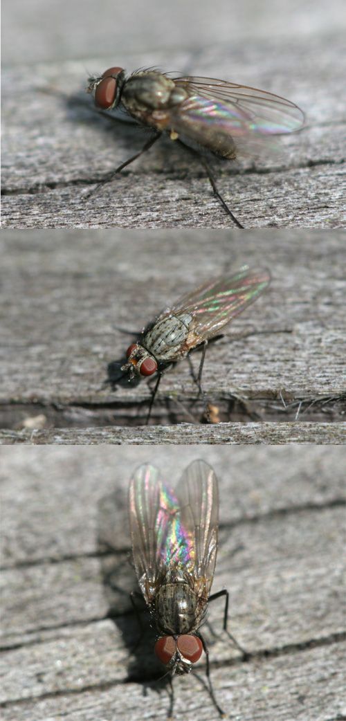 www.diptera.info/forim/5-0465-1.jpg