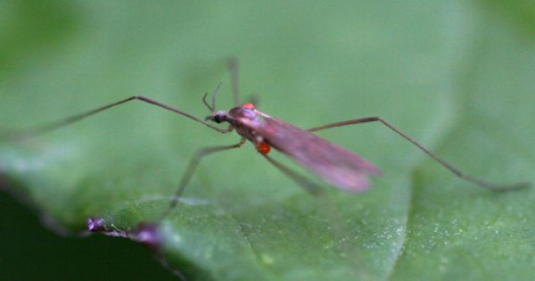 www.diptera.info/forim/5-0470-1.jpg