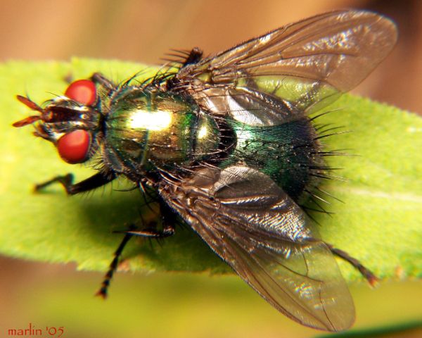 www.diptera.info/forim/5-0472-1.jpg