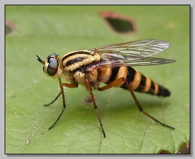 www.diptera.info/forim/5-0477-1.jpg