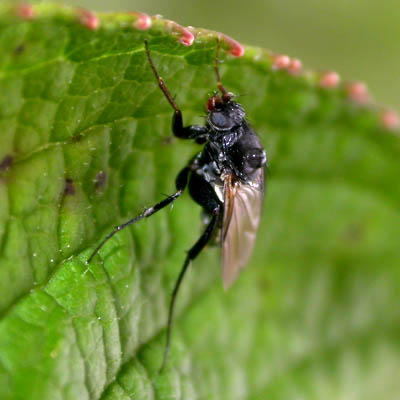 www.diptera.info/forim/5-0490-1.jpg