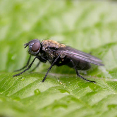 www.diptera.info/forim/5-0491-1.jpg