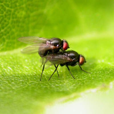 www.diptera.info/forim/5-0493-1.jpg